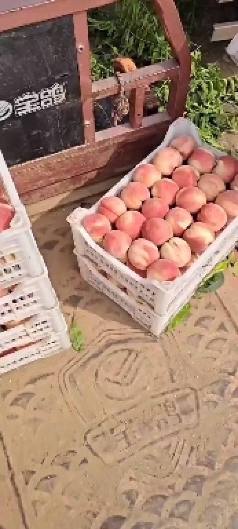 14号毛桃大量上市