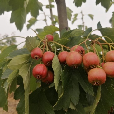 七月红山楂阳历八月底就可上市