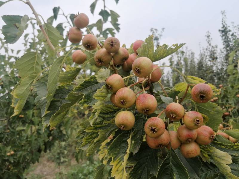 七月红山楂阳历八月底就可上市