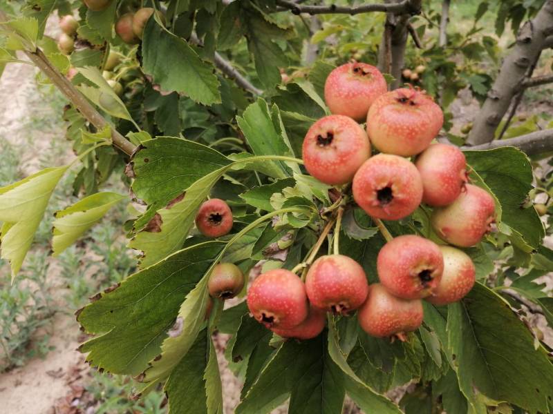七月红山楂阳历八月底就可上市