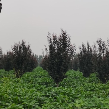 紫叶李，10-13公分，分支80左右，自己苗圃货源