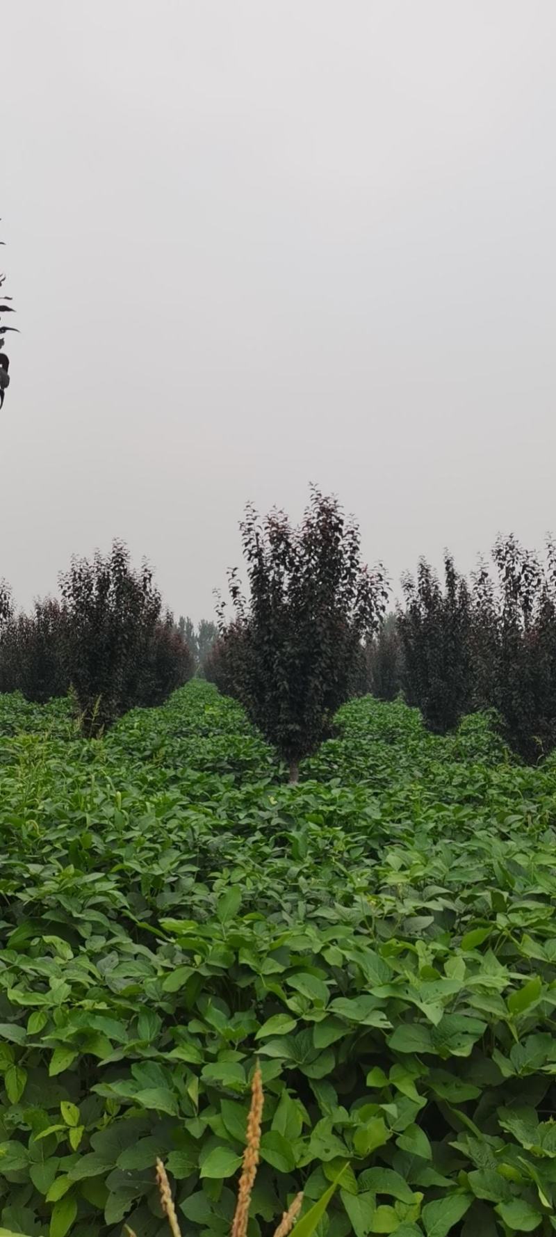 紫叶李，10-13公分，分支80左右，自己苗圃货源