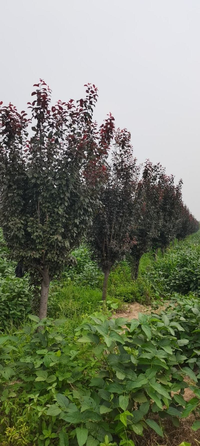 紫叶李，10-13公分，分支80左右，自己苗圃货源