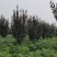 紫叶李，10-13公分，分支80左右，自己苗圃货源