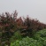 紫叶李，10-13公分，分支80左右，自己苗圃货源