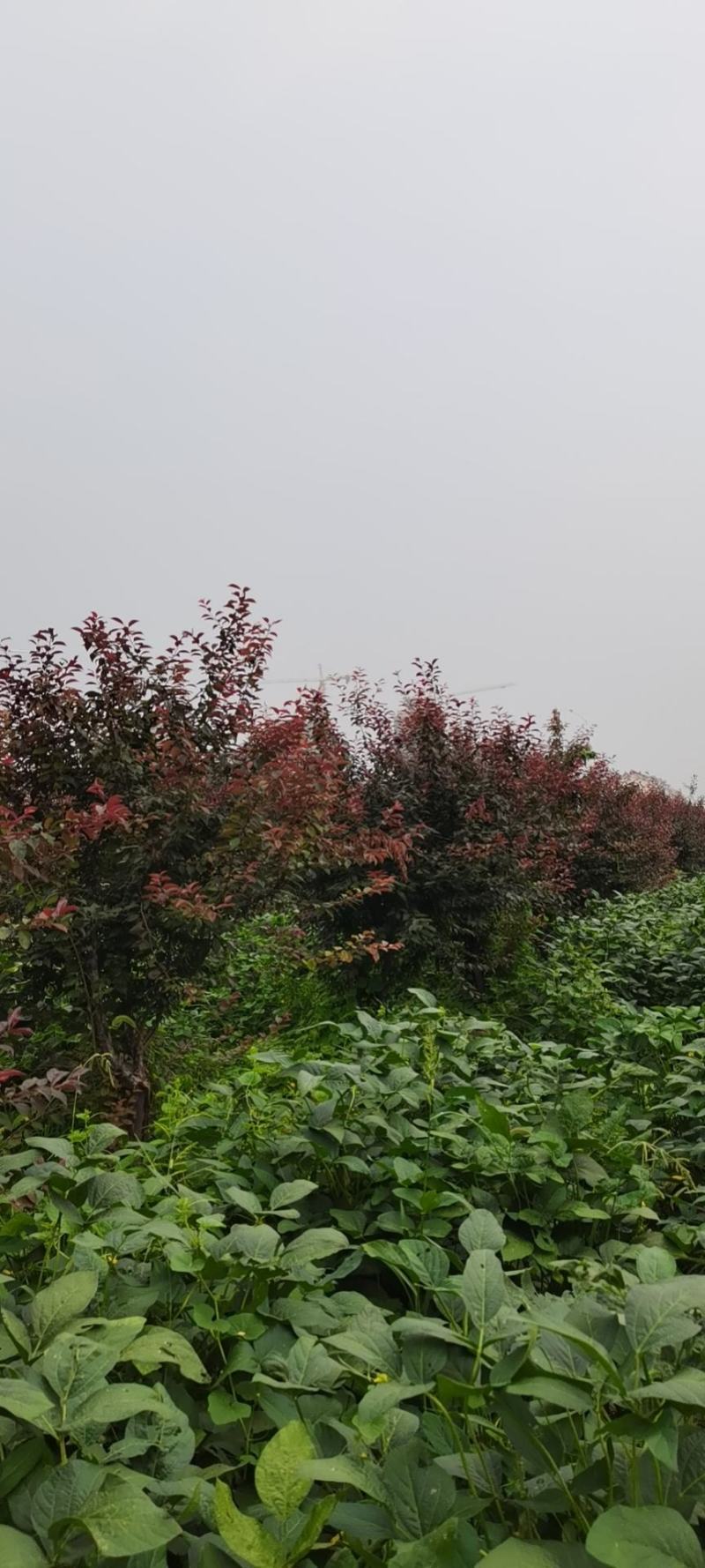 紫叶李，10-13公分，分支80左右，自己苗圃货源