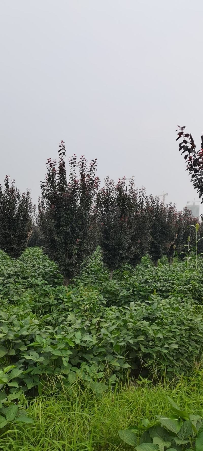 紫叶李，10-13公分，分支80左右，自己苗圃货源