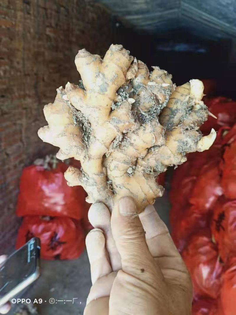 湖南郴州产地直销小黄姜