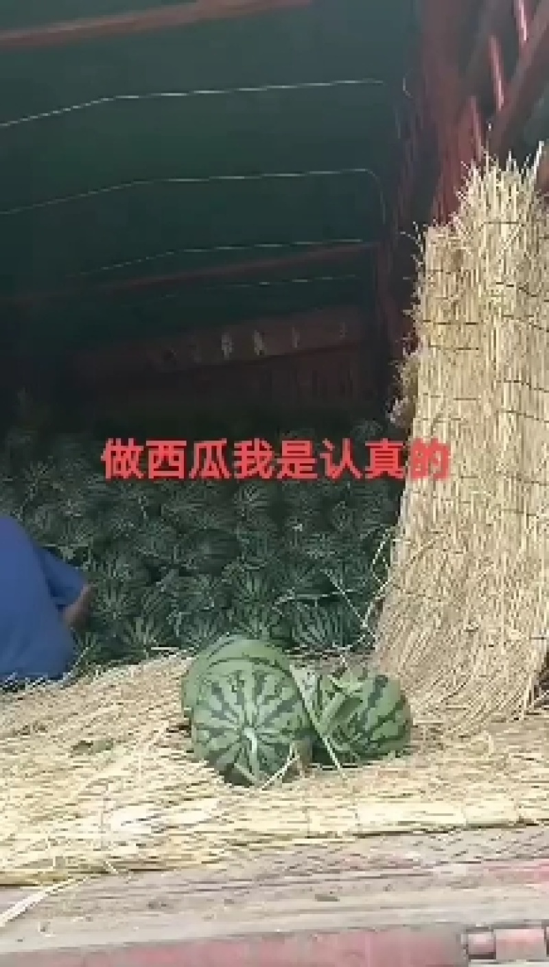 陆天麒麟西瓜