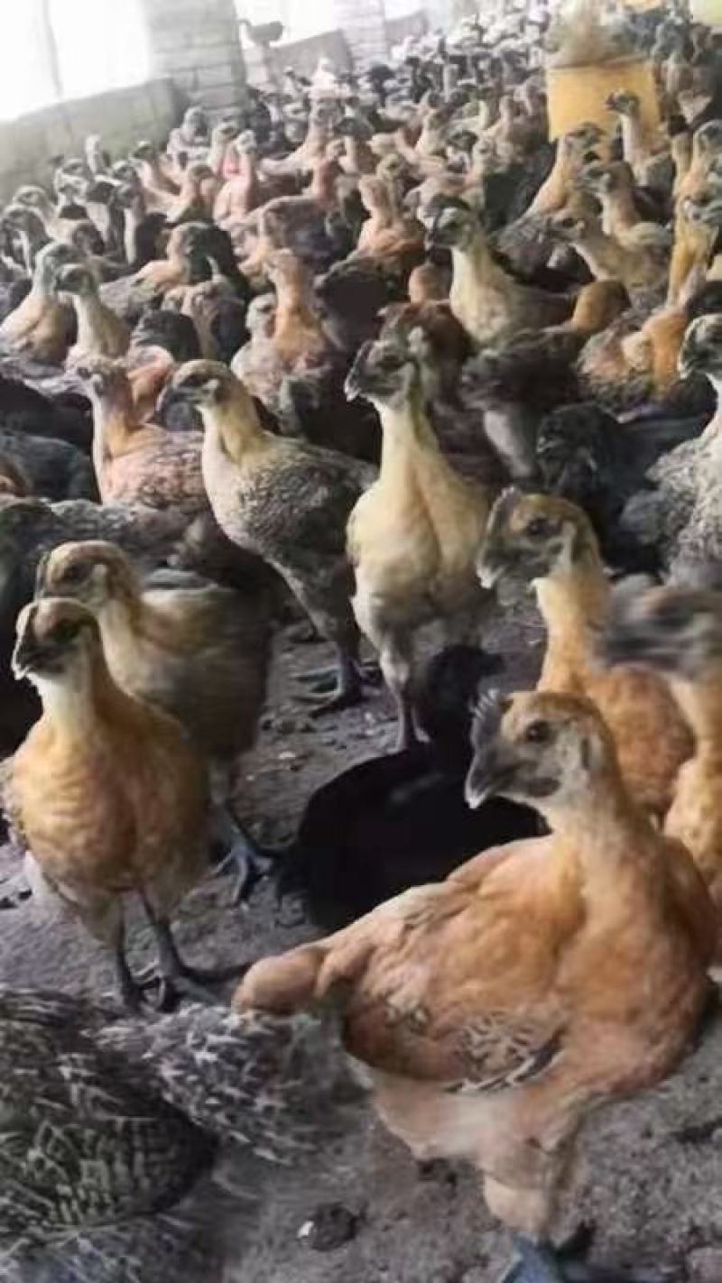 A131419