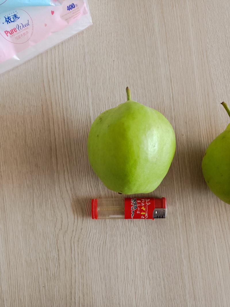 敦煌早酥梨
