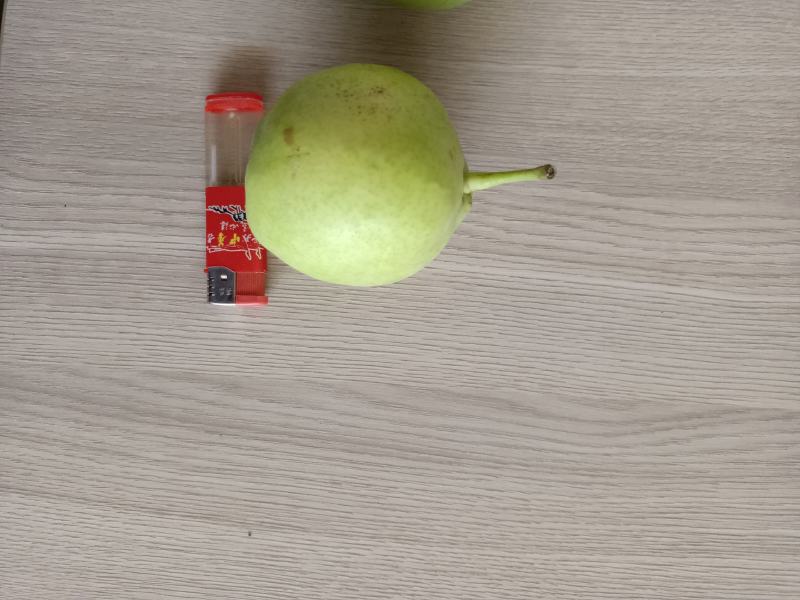 敦煌早酥梨