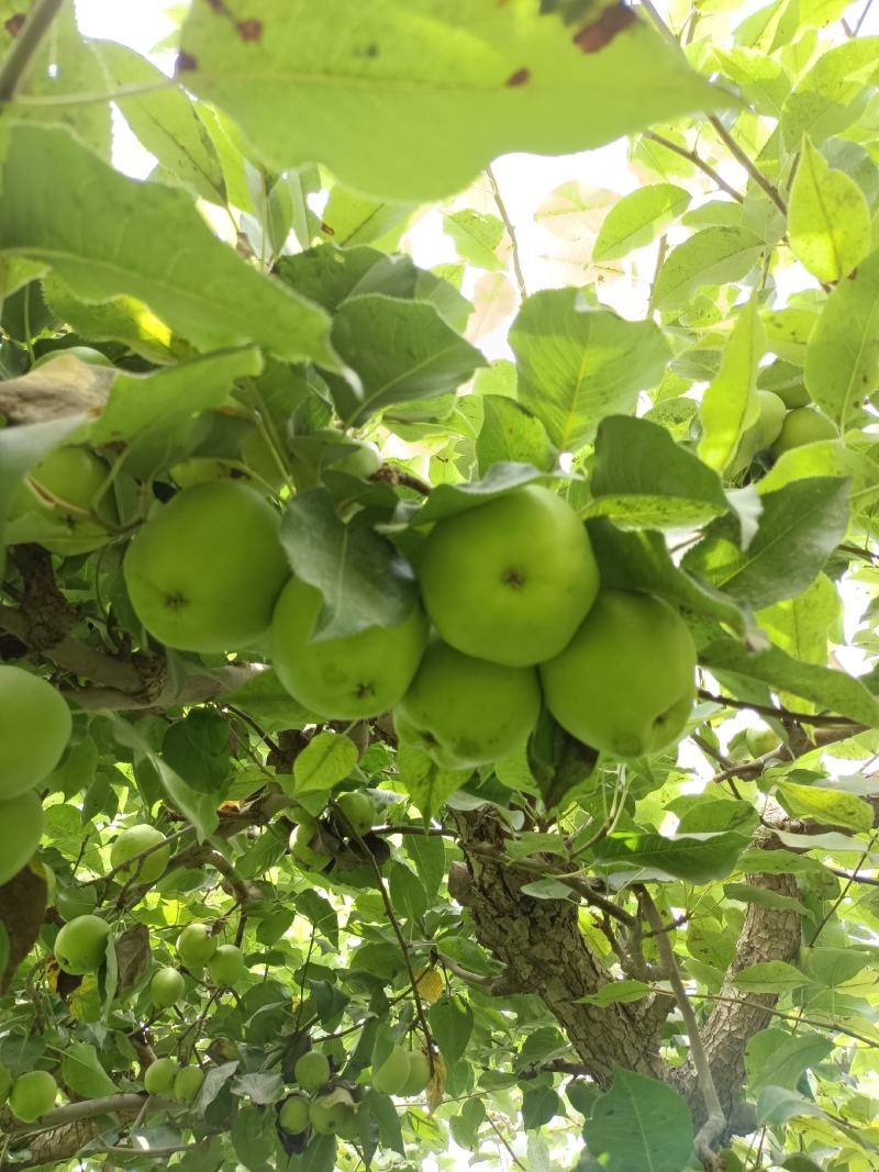 敦煌早酥梨