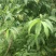 十四号罐头桃基地，欢迎各位朋友前来选购