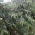 十四号罐头桃基地，欢迎各位朋友前来选购