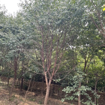 流苏树10-15公分,基地直销,成活率高