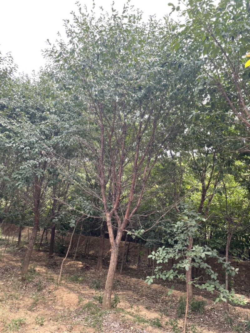 流苏树10-15公分，基地直销，成活率高