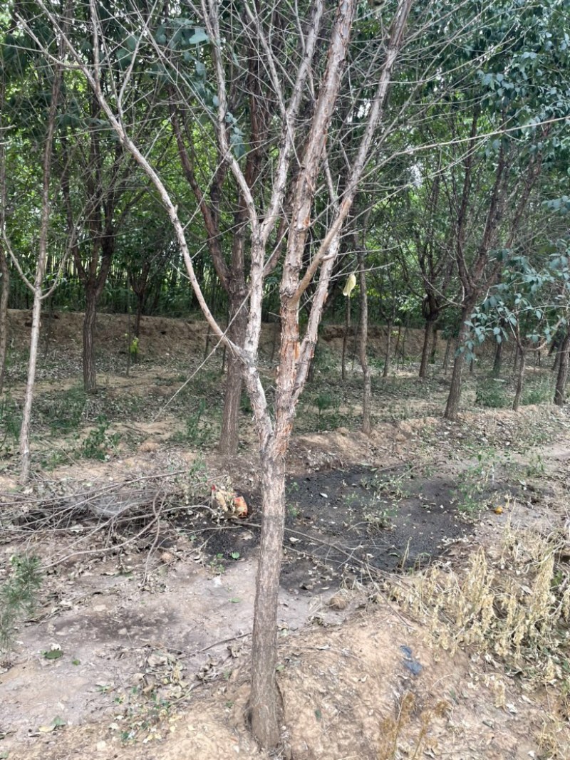 流苏树10-15公分，基地直销，成活率高