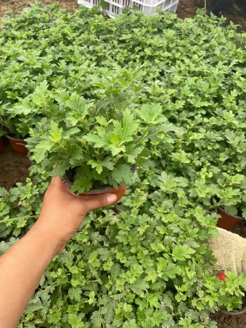 国庆菊（千头菊，龙爪菊，大盆菊花，菊花造型。等大量有货）