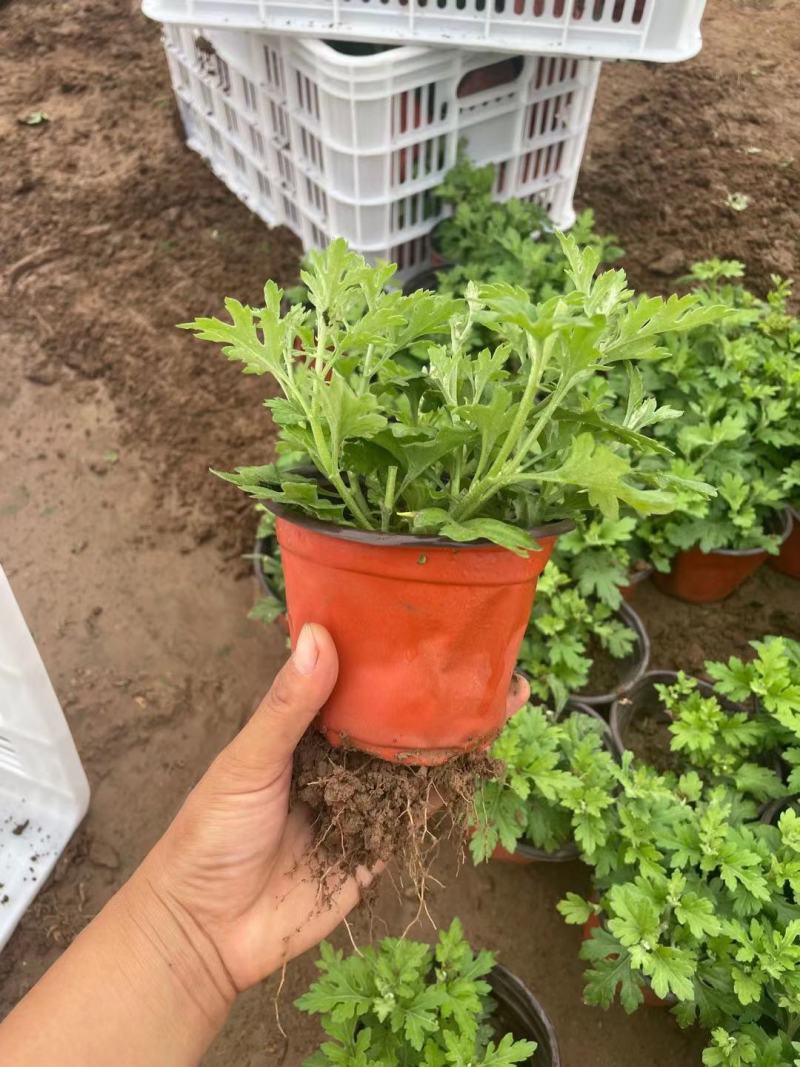 国庆菊（千头菊，龙爪菊，大盆菊花，菊花造型。等大量有货）