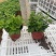 国庆菊（千头菊，龙爪菊，大盆菊花，菊花造型。等大量有货）