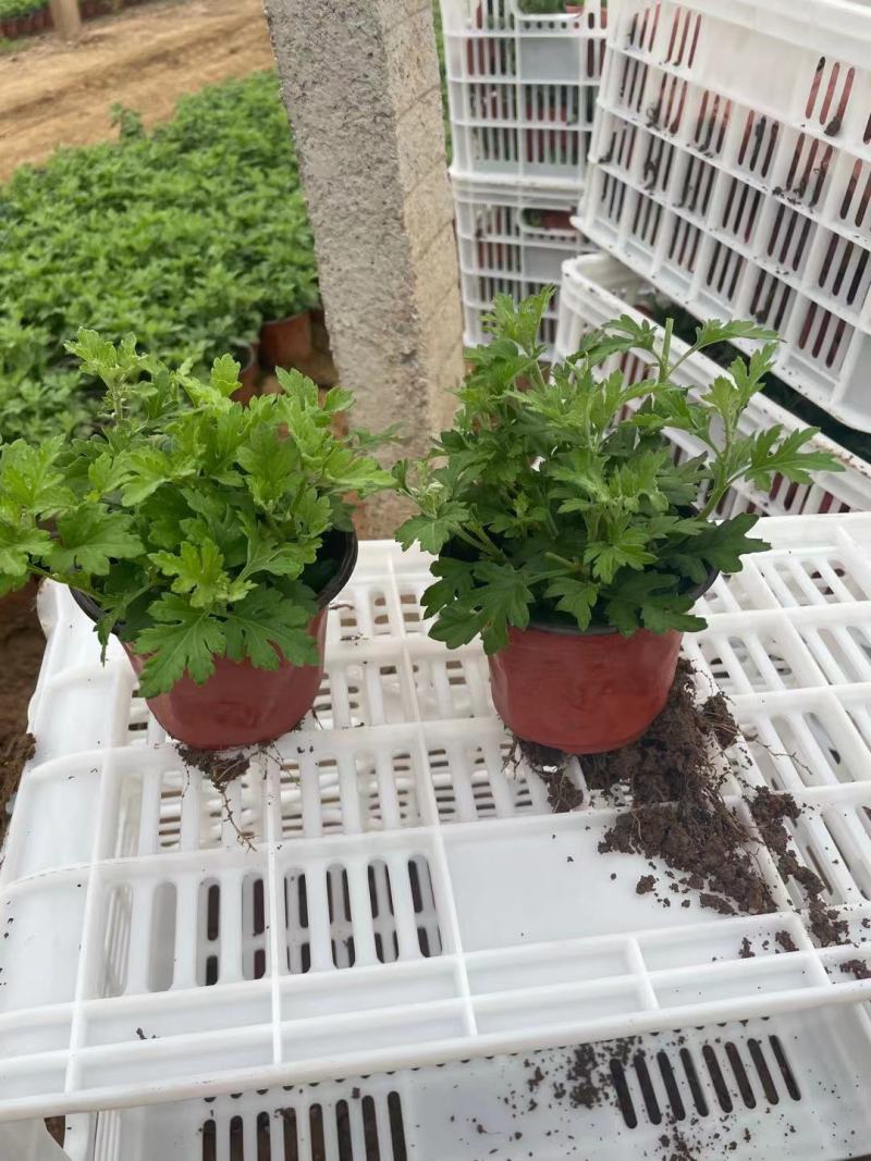 国庆菊（千头菊，龙爪菊，大盆菊花，菊花造型。等大量有货）