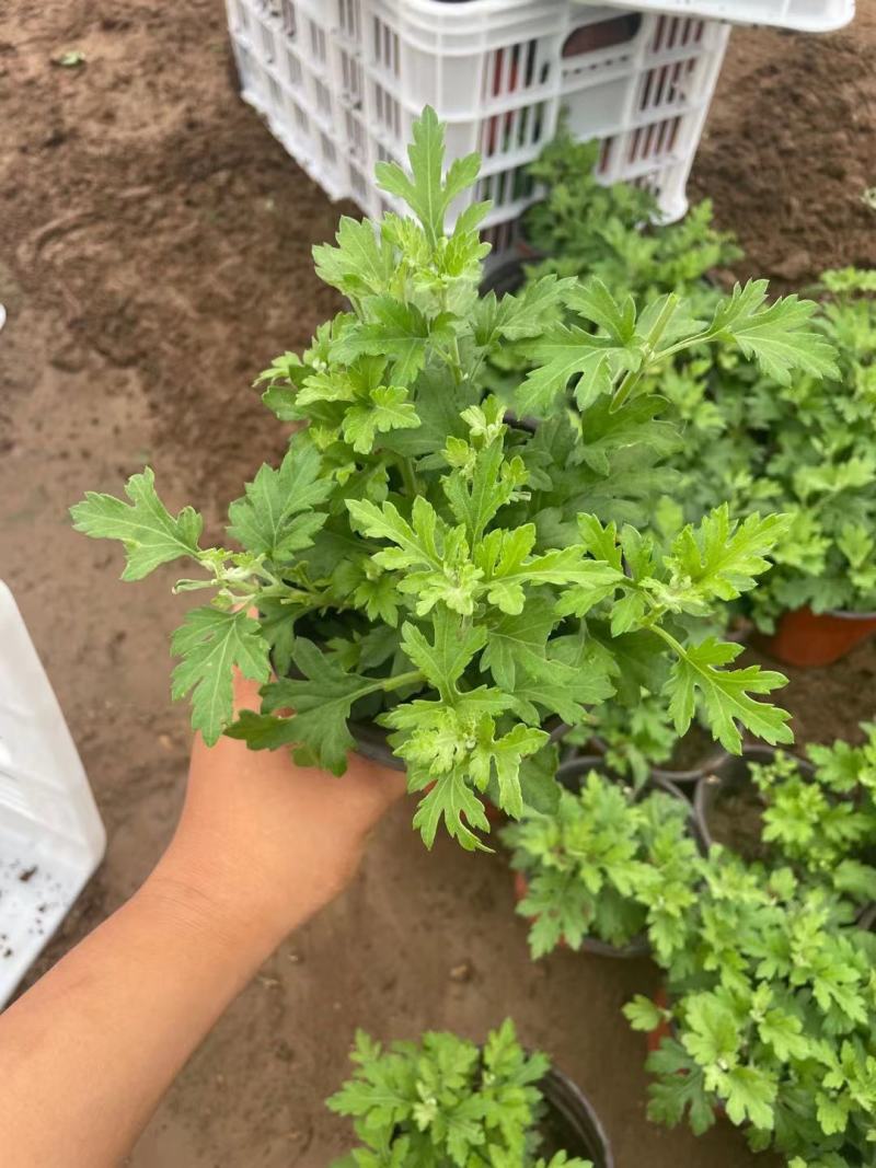 国庆菊（千头菊，龙爪菊，大盆菊花，菊花造型。等大量有货）