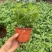 国庆菊（千头菊，龙爪菊，大盆菊花，菊花造型。等大量有货）