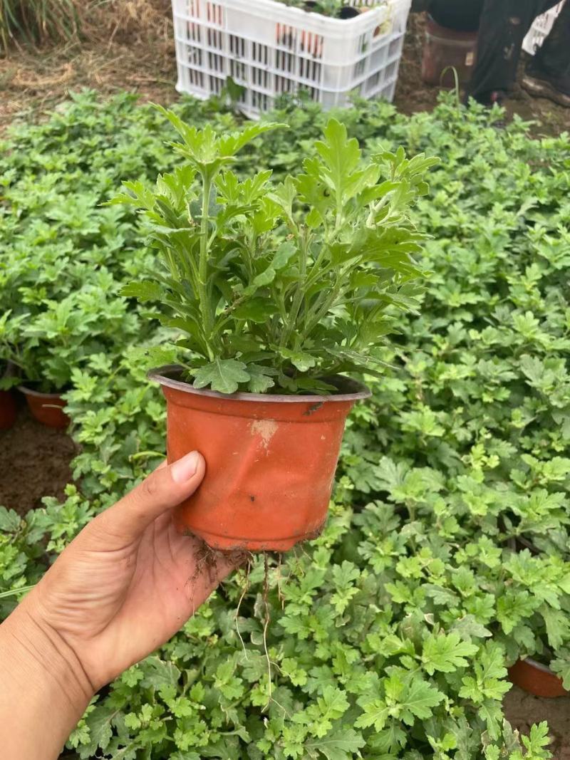 国庆菊（千头菊，龙爪菊，大盆菊花，菊花造型。等大量有货）