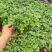 国庆菊（千头菊，龙爪菊，大盆菊花，菊花造型。等大量有货）