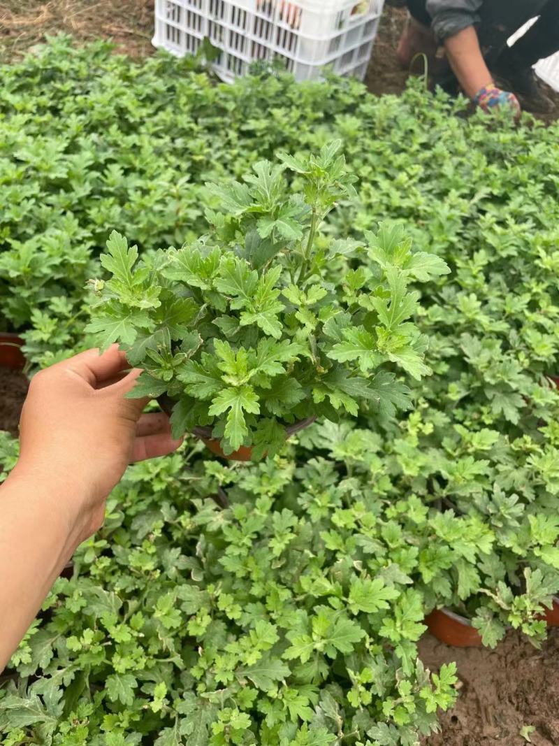 国庆菊（千头菊，龙爪菊，大盆菊花，菊花造型。等大量有货）