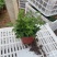 国庆菊（千头菊，龙爪菊，大盆菊花，菊花造型。等大量有货）