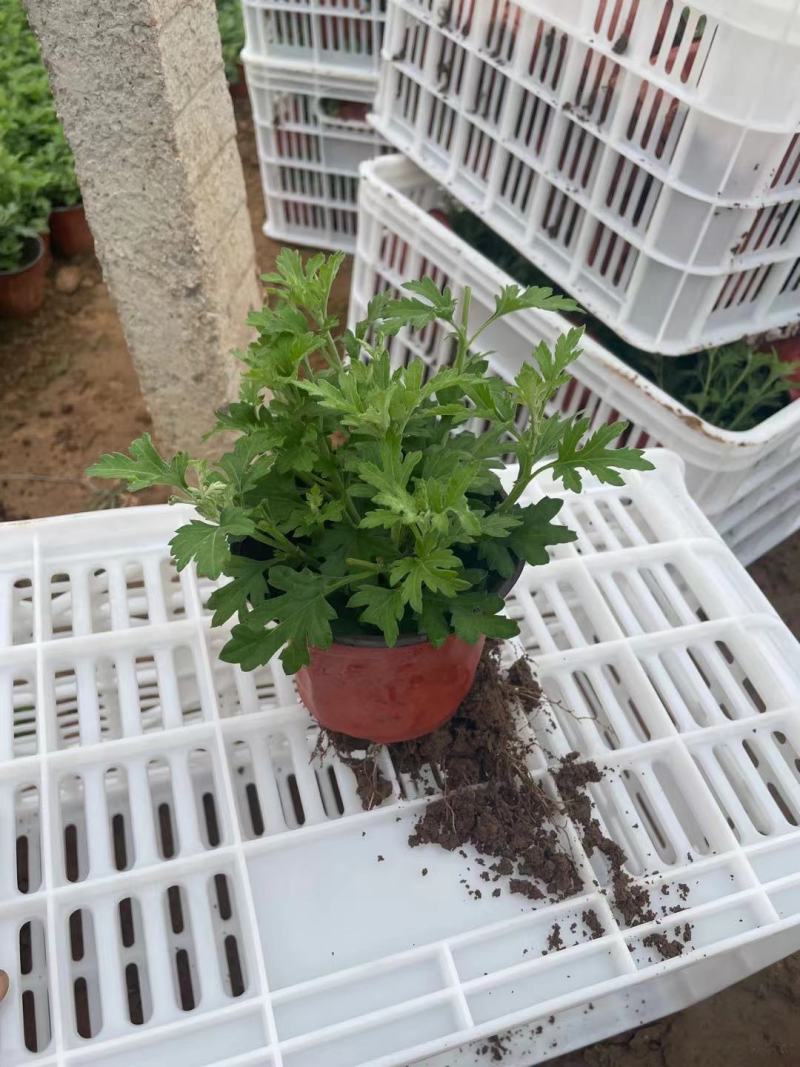 国庆菊（千头菊，龙爪菊，大盆菊花，菊花造型。等大量有货）