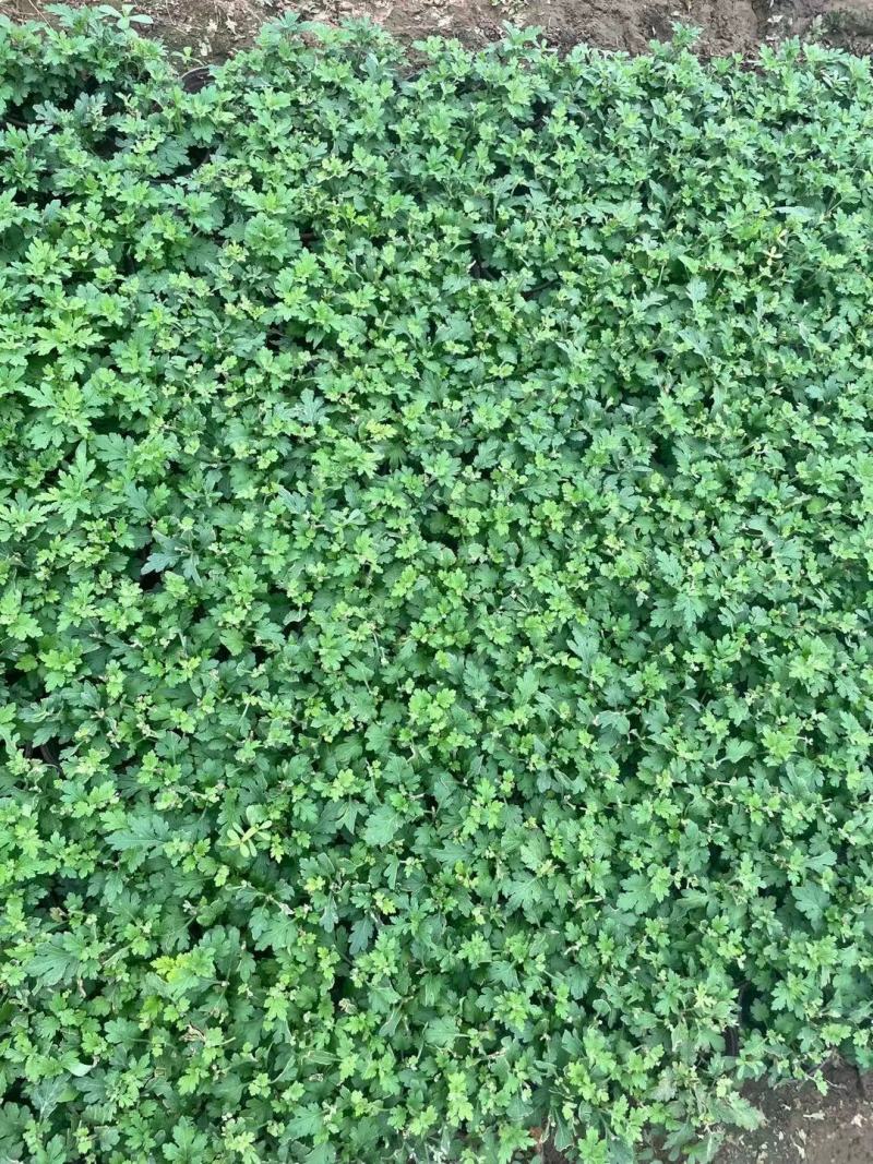 国庆菊（千头菊，龙爪菊，大盆菊花，菊花造型。等大量有货）