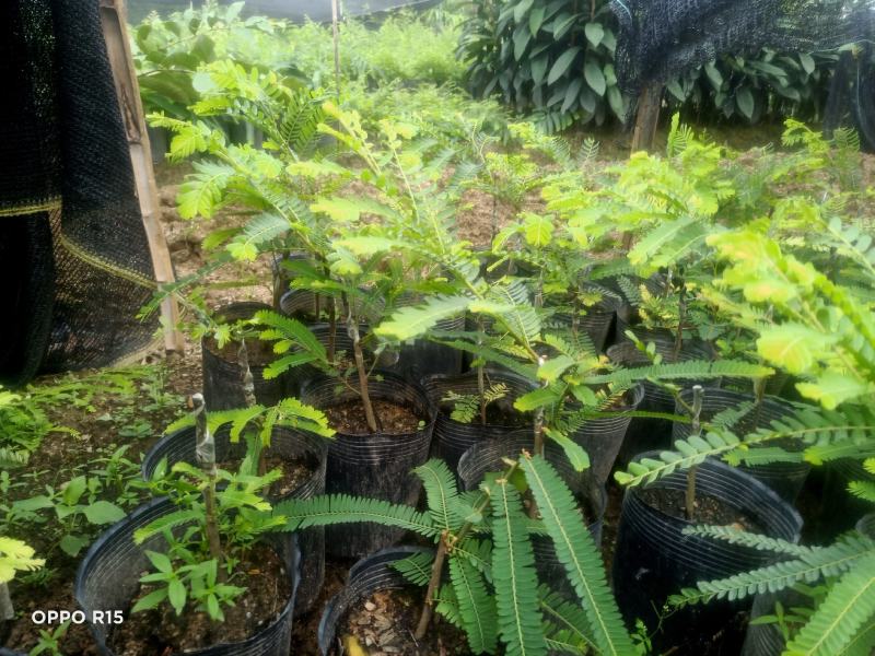油甘果苗潮汕嫁接崩坎狮头甜种油甘苗柿饼甜油甘果树苗四