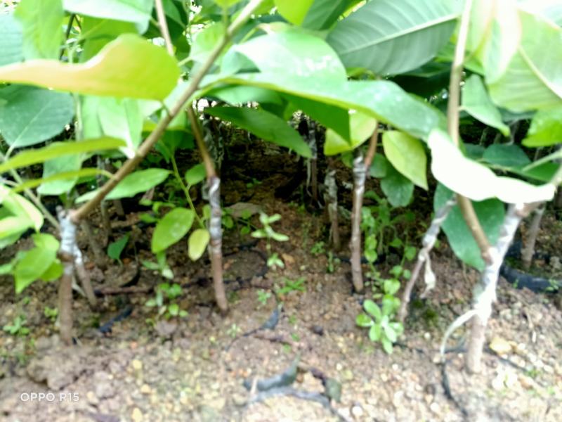 释迦苗，嫁接释迦果苗，释迦果树苗番荔枝台湾嫁接凤梨释迦果