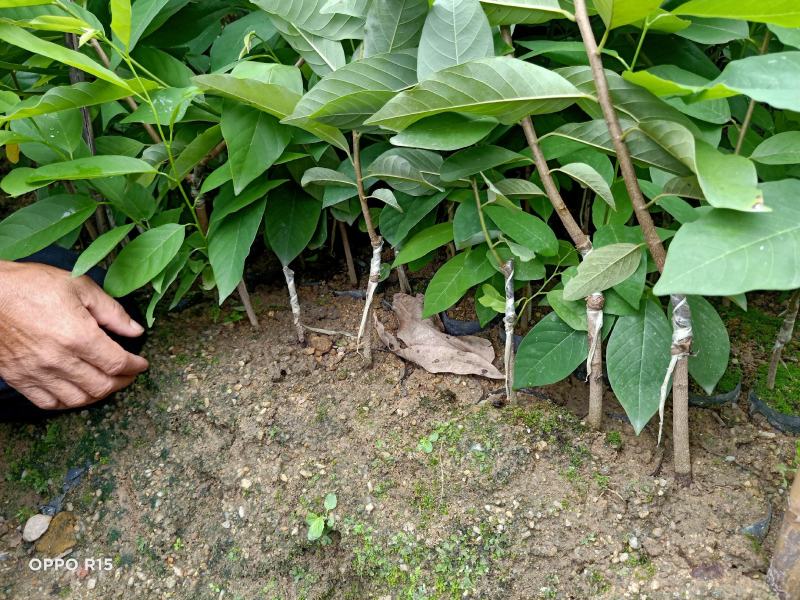 释迦苗，嫁接释迦果苗，释迦果树苗番荔枝台湾嫁接凤梨释迦果