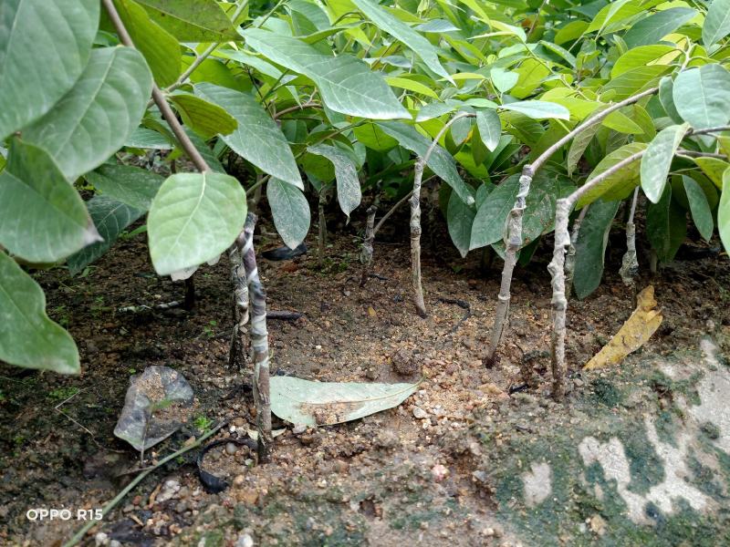 释迦苗，嫁接释迦果苗，释迦果树苗番荔枝台湾嫁接凤梨释迦果