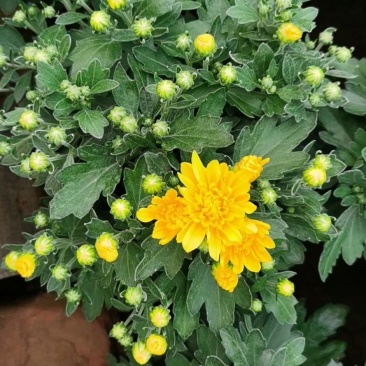 国庆菊（千头菊，龙爪菊，大盆菊花，菊花造型。等大量有货）