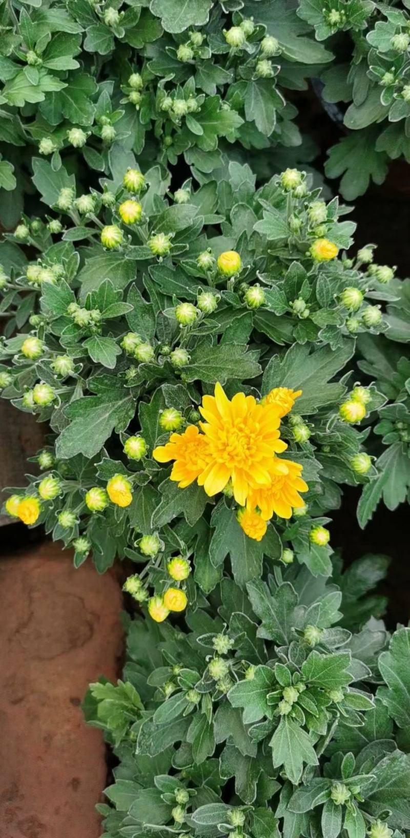 国庆菊（千头菊，龙爪菊，大盆菊花，菊花造型。等大量有货）