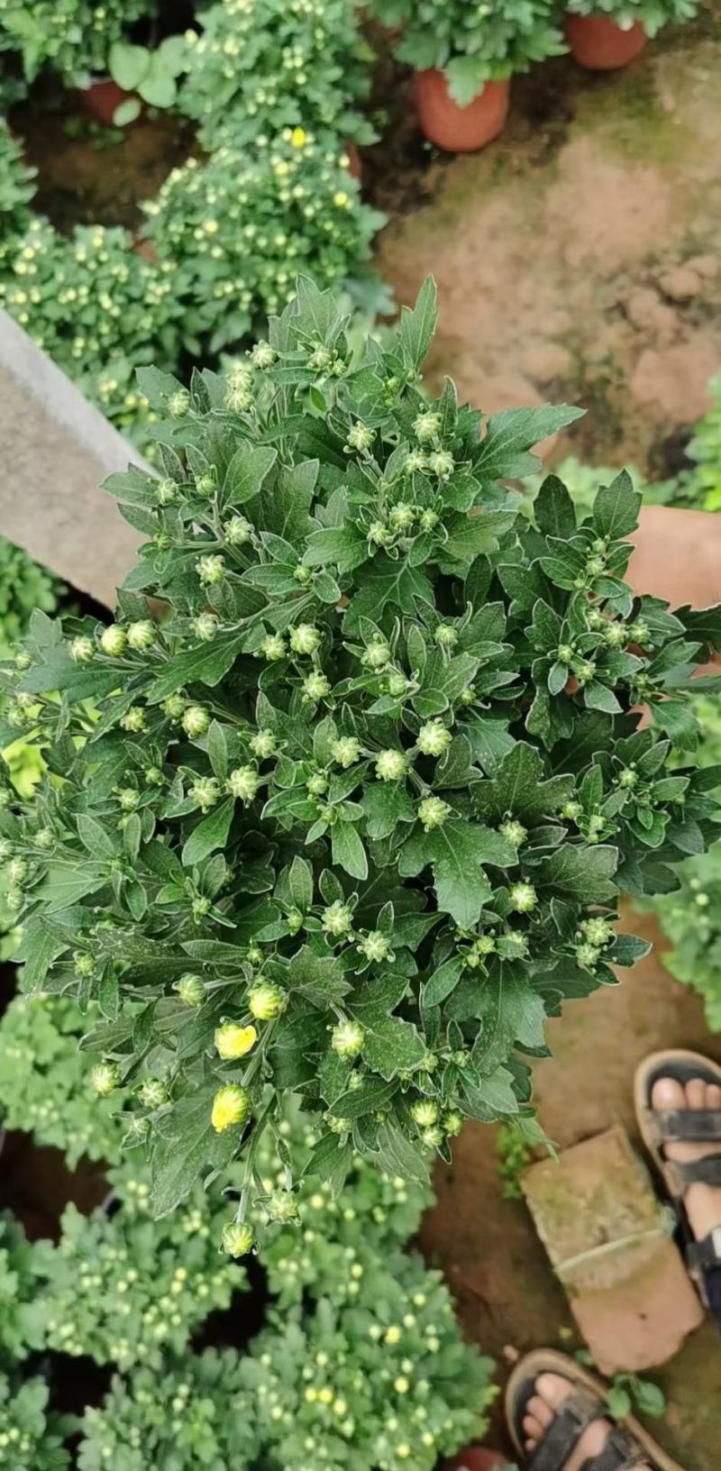 国庆菊（千头菊，龙爪菊，大盆菊花，菊花造型。等大量有货）