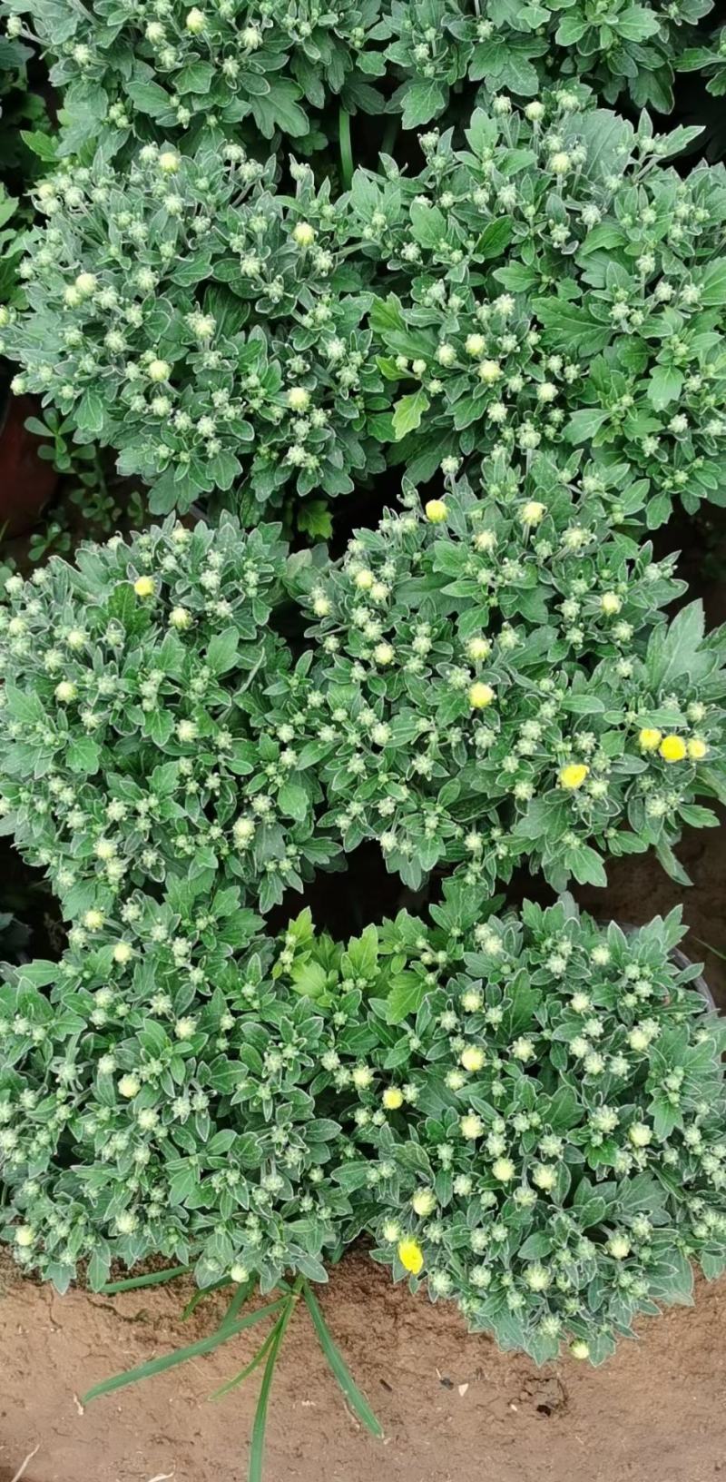 国庆菊（千头菊，龙爪菊，大盆菊花，菊花造型。等大量有货）