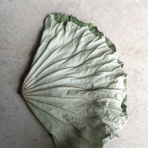 完整的荷叶晒干成品