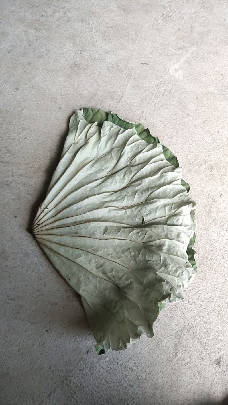 完整的荷叶晒干成品