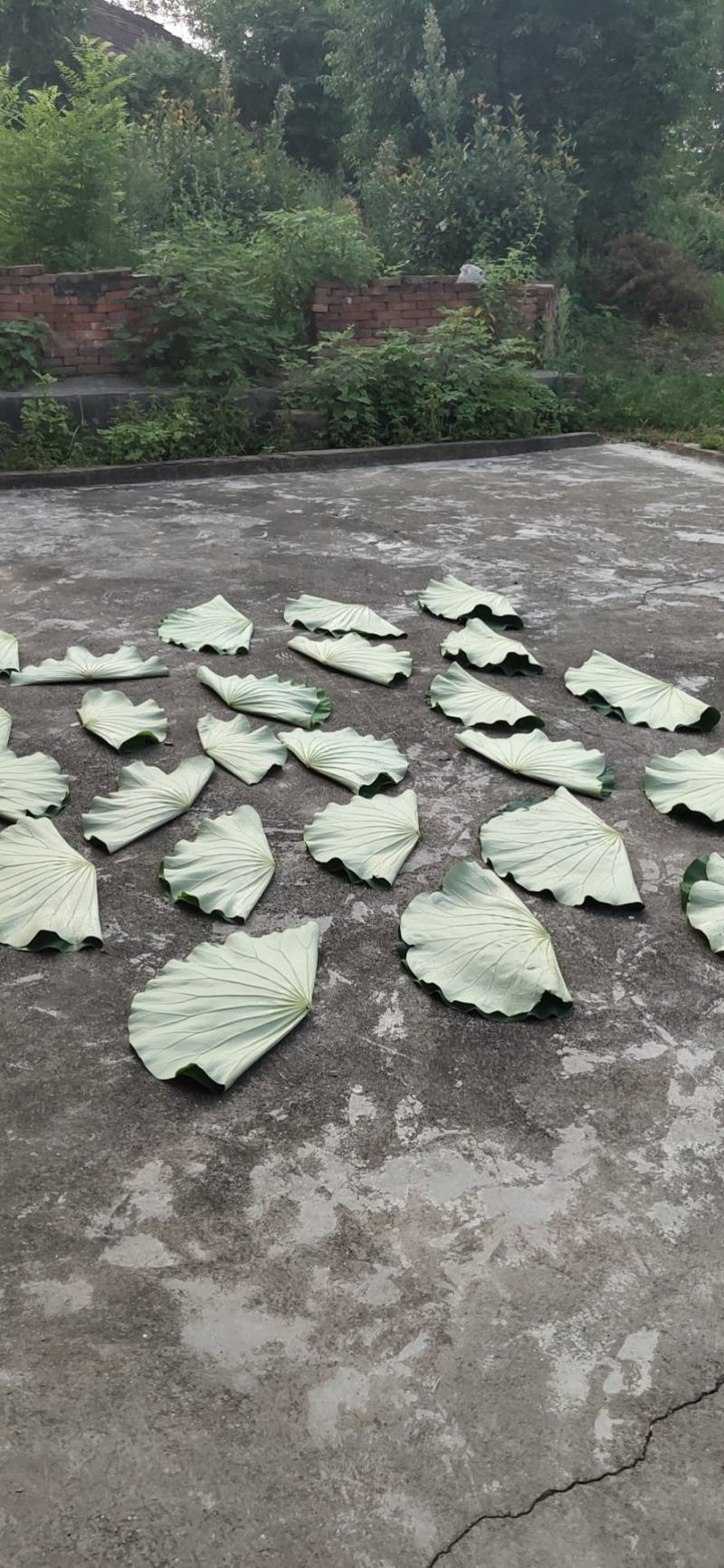完整的荷叶晒干成品