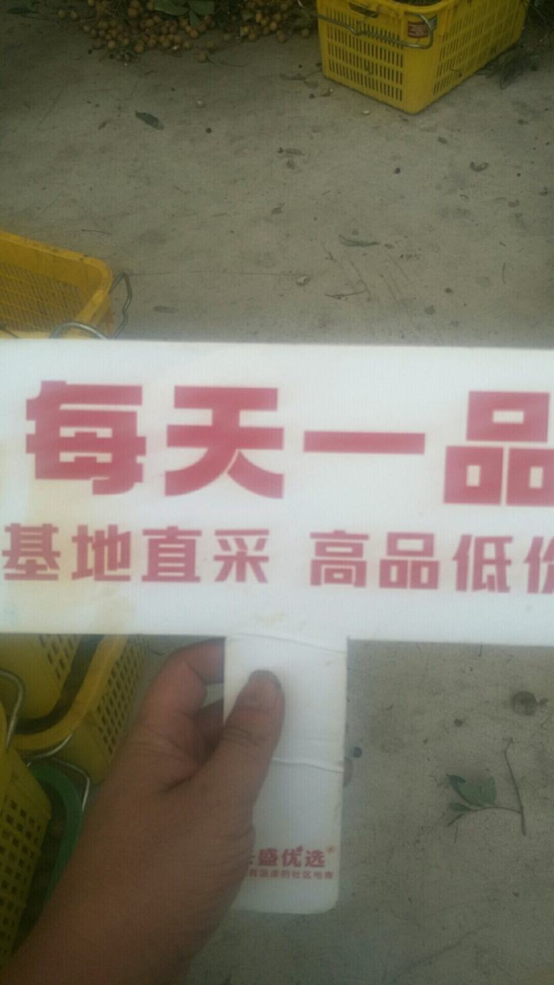 金都火龙果，红心火龙果，新鲜现摘火龙果，