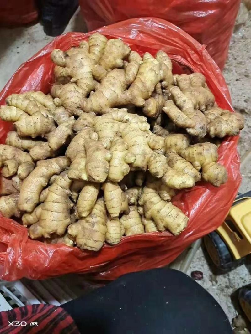 【推荐】优质窖藏小黄姜批发山东产地直销带土大姜新姜