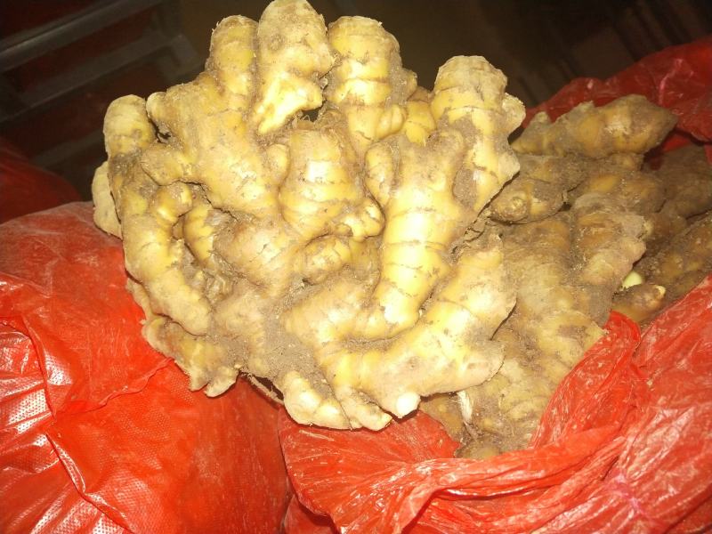 【推荐】优质窖藏小黄姜批发山东产地直销带土大姜新姜