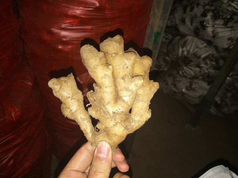 【推荐】优质窖藏小黄姜批发山东产地直销带土大姜新姜