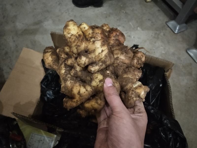 【推荐】优质窖藏小黄姜批发山东产地直销带土大姜新姜